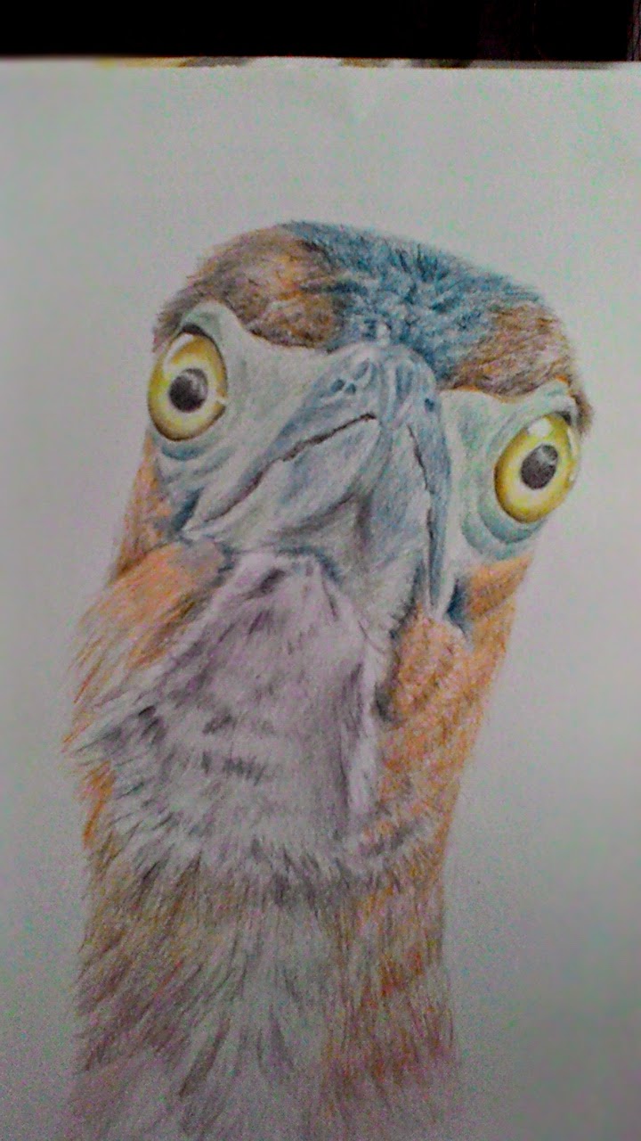 黑冠麻鷺亞成鳥 (色鉛筆畫 Colored pencil drawing)
