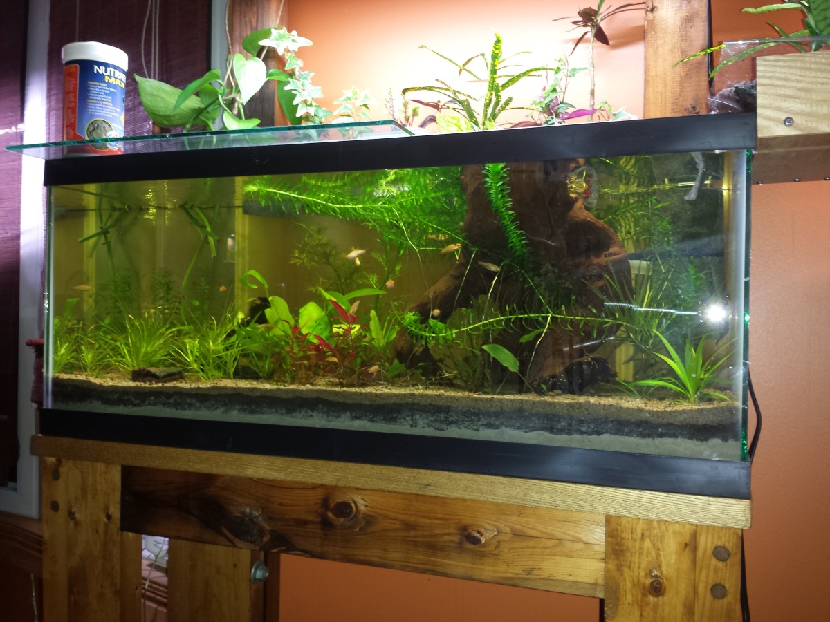 My Alternative Aquarium. The Planted Tank Forum