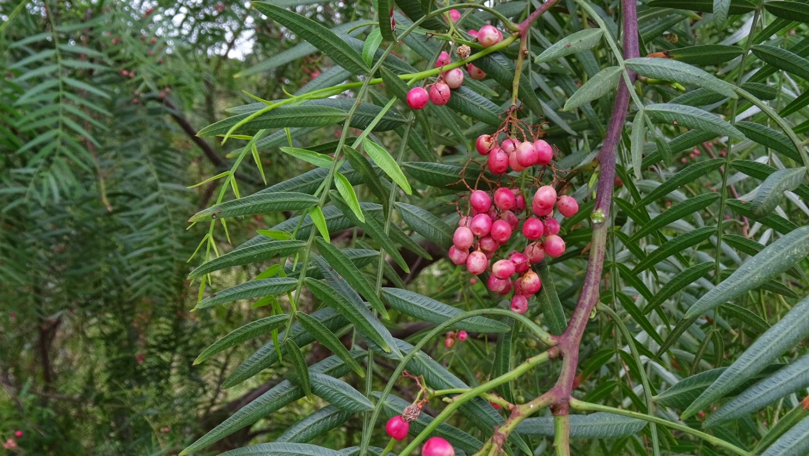 MAP MELBOURNE STREET TREES 107 PEPPER TREE