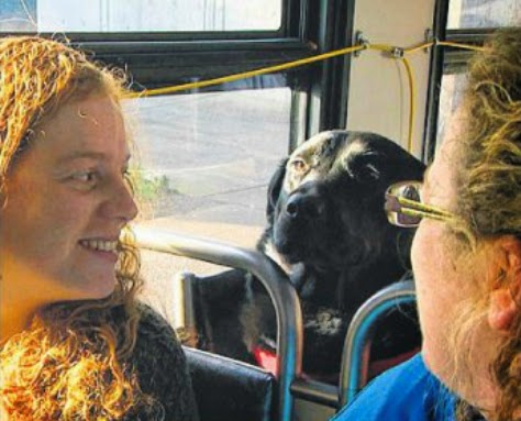 Black labrador named Eclipse has boarded a bus alone near its home in the neighbourhood of Belltown, riding about four stops to a nearby dog park.