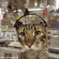 This cat is rocking out at the record store!
