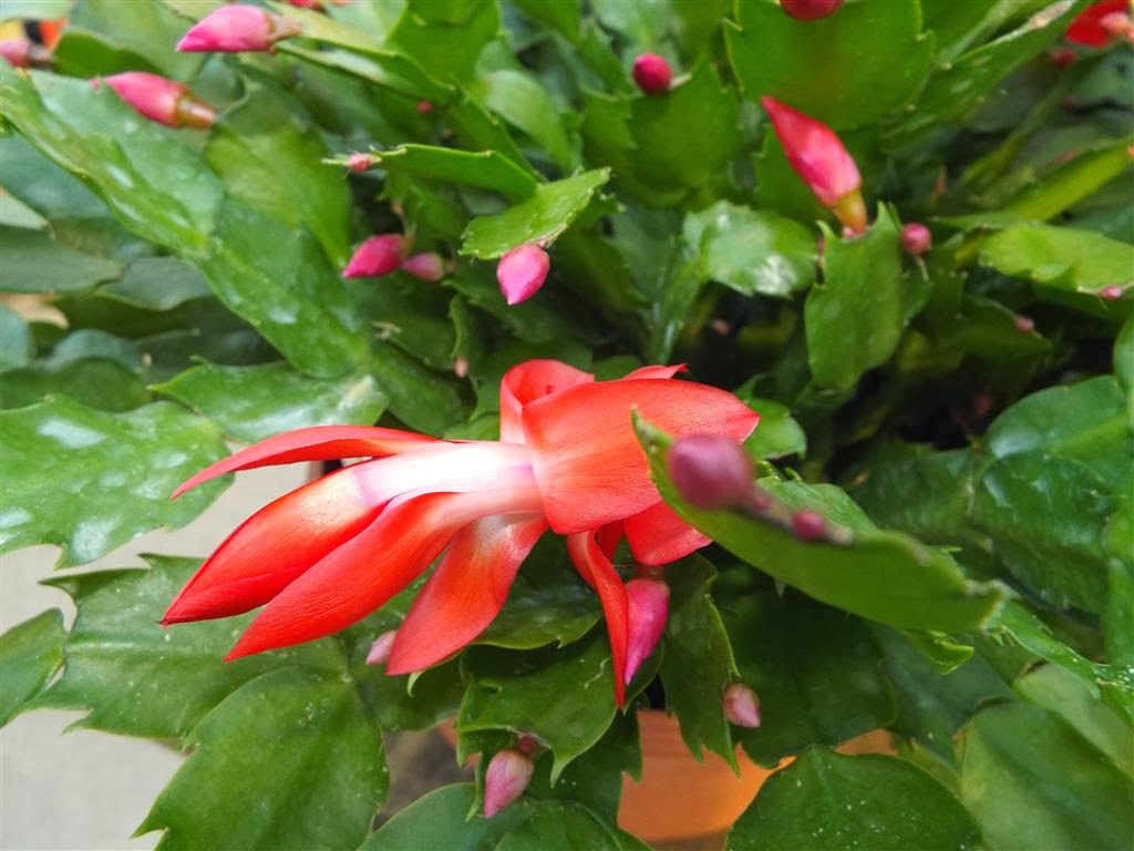 Valley View Farms Thanksgiving Plants