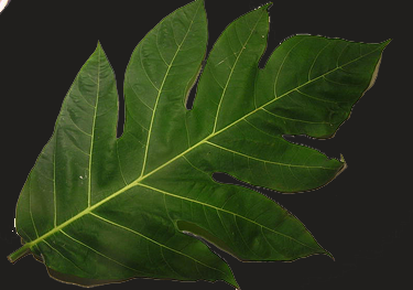 Zadhy Soekandar: MANFAAT DAUN SUKUN