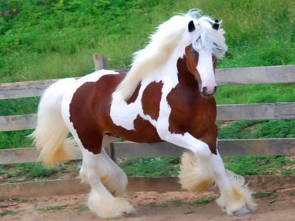 Free Hd Wallpapers Horses Wallpapers Free Hd Wallpapers Horses Wallpapers