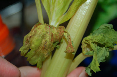 colored celery, celery experiment, science fair project