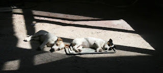 Sleeping in the sun, on a tray Sleeping in the sun, on a tray