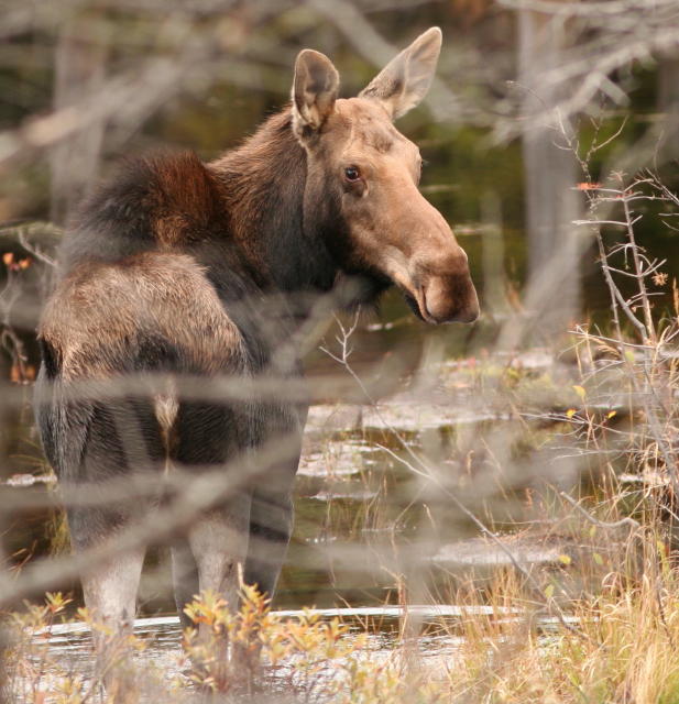 Adirondack Naturalist MOOSE © Dave Spier