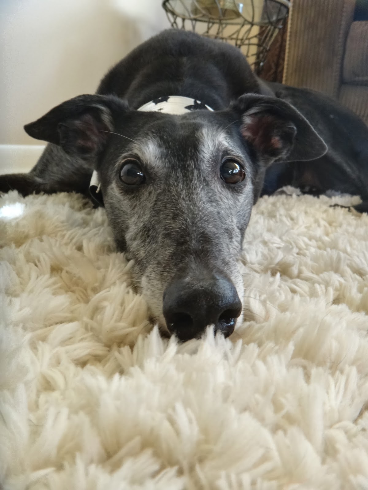 Northern Lights Greyhound Adoption Dog Blog Black Friday, Greyhound Style