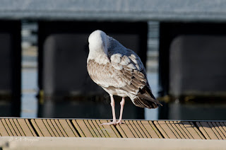 Gaviota cáspica, Larus cachinnans, Caspian gull