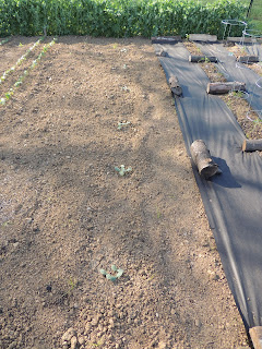 butternut squash winter squash