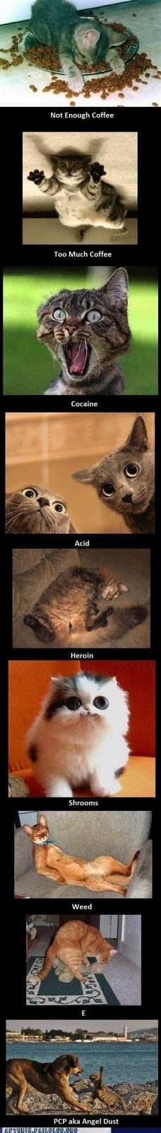 funny pics weed angel dust pcp e heroin acid mushrooms funny cats on drugs coffee cocaine