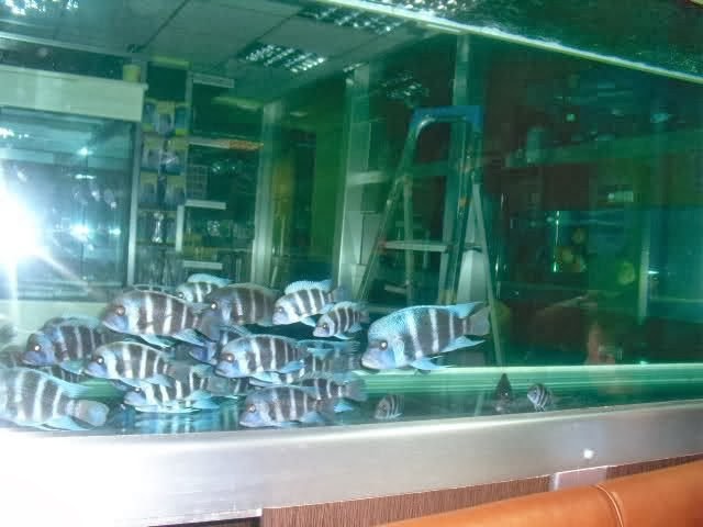 Frontosa akvaryum balıkları