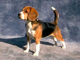 Choosing Best Dogs For Kids Information beagle Choosing Best Dogs For Kids Information beagle
