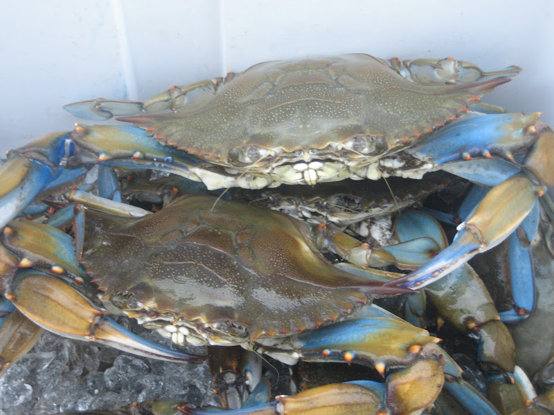 Our Maker's Acres Family Farm Crabs in the bucket