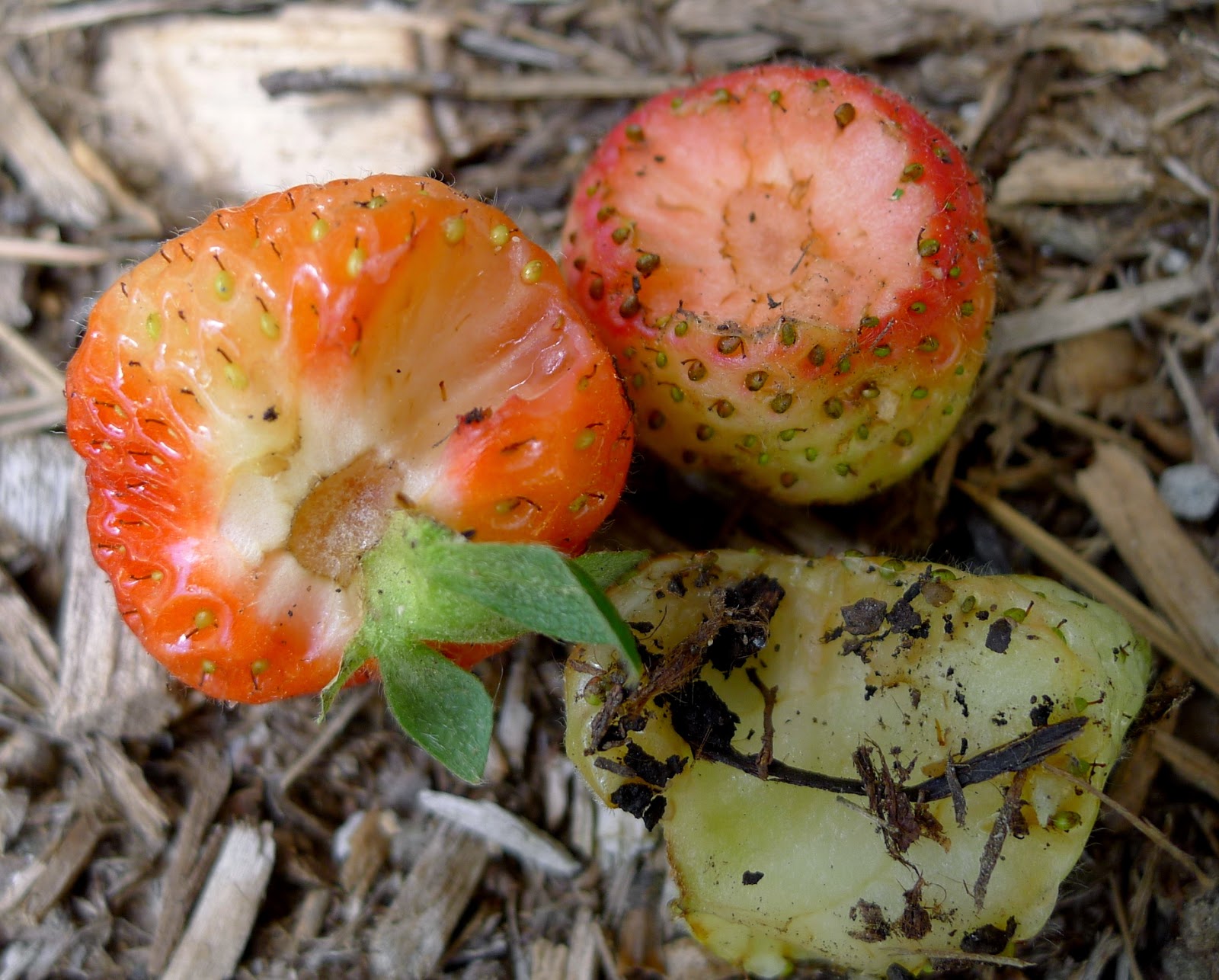 Slug eaten strawberries, organic pest control