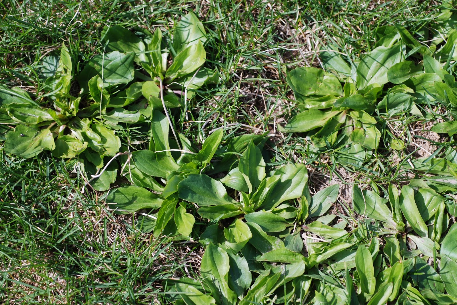 Purdue Turf Tips Weed of the month for September 2014 is Broadleaf