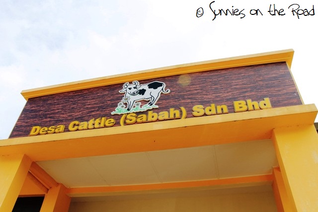 Desa Cattle