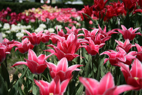 Tulip Festival in Toyama prefecture, Japan