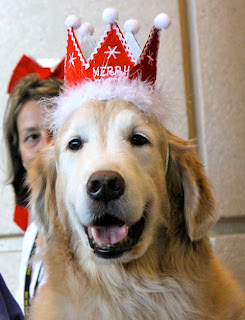 To Dog With Love: Dogs in Christmas Hats!
