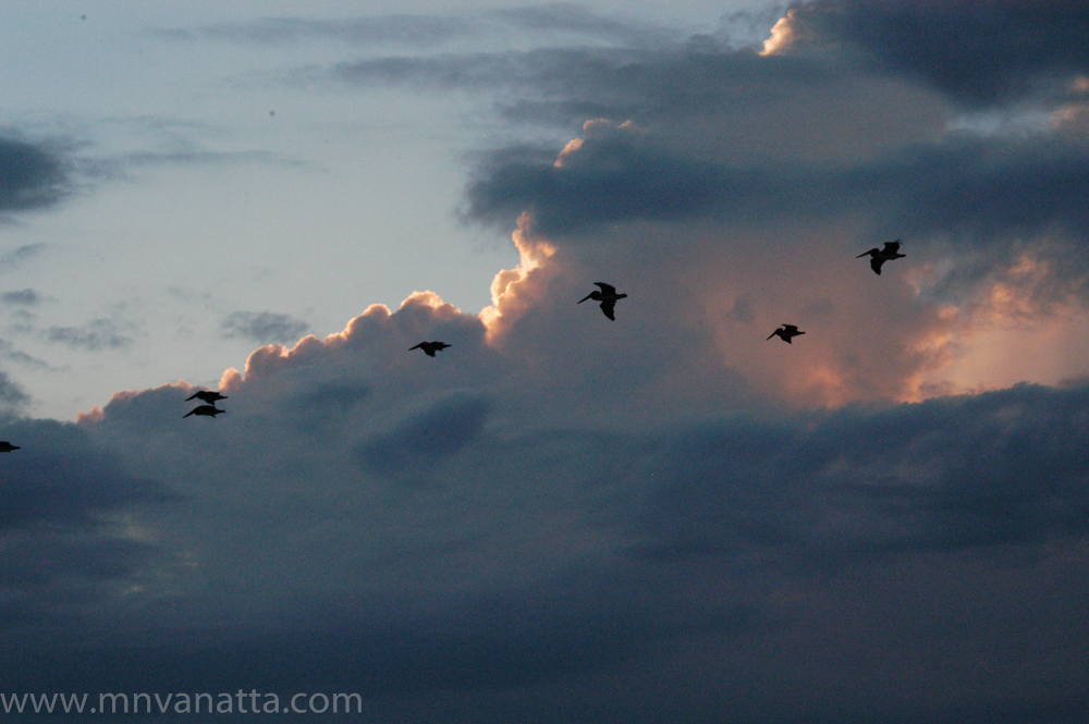 Pelicans in the Clouds