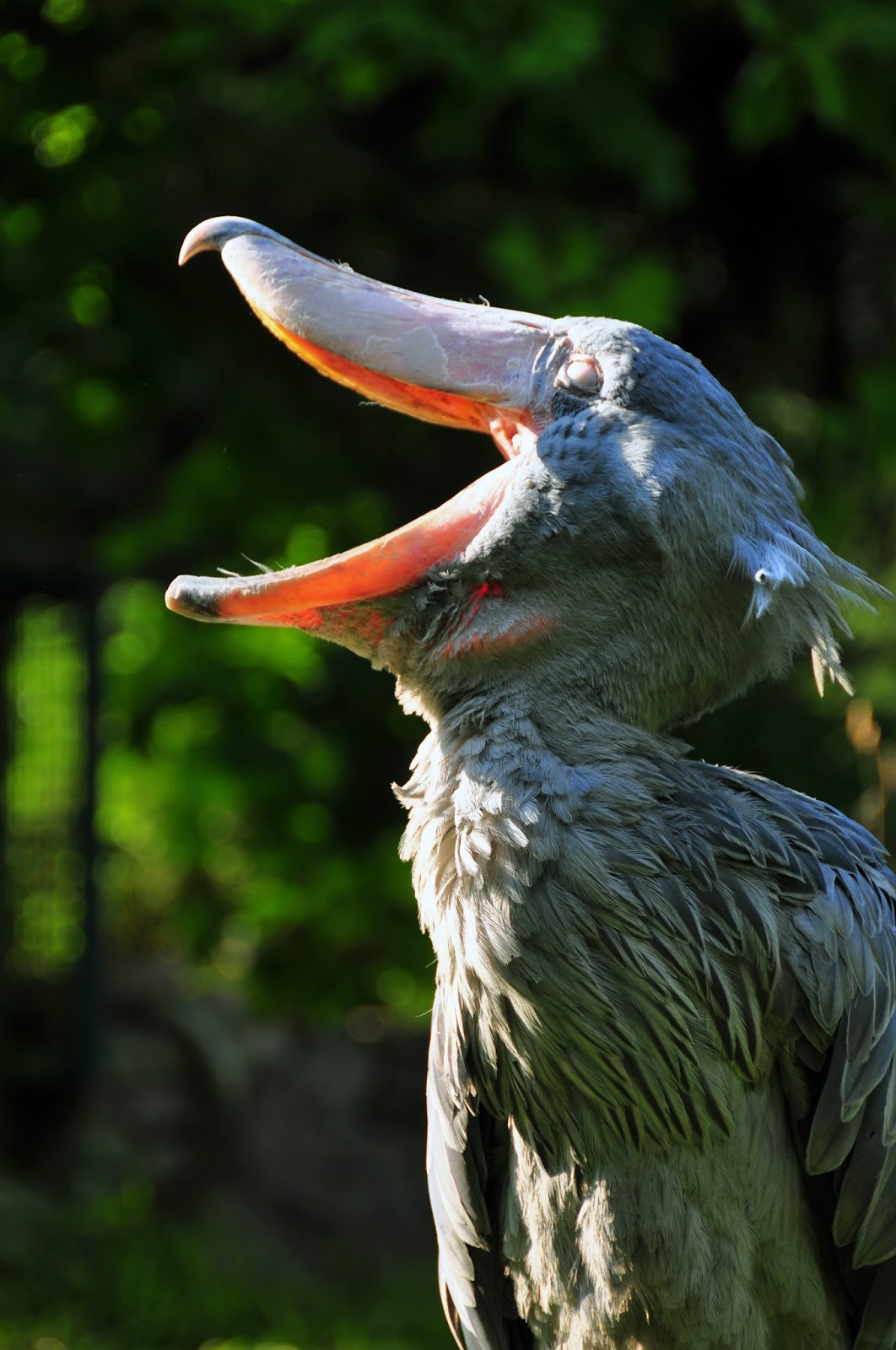 where does the shoebill stork live where does the shoebill stork live