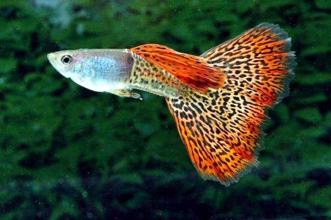 Ikan Hias Air Tawar Akuarium Ikan Hias