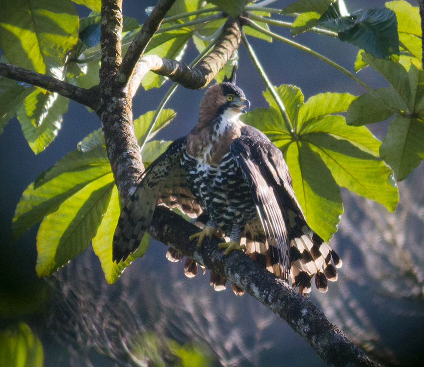 Lost in BIrding BIG Eagle Alert...COSTA RICA (26 Feb)
