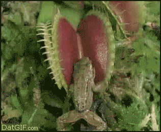 planta-carnivora-animada