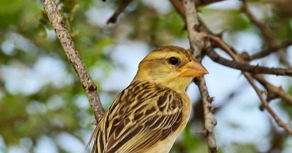 Kumpulan Foto Burung Manyar Jantan Foto Burung Kicau