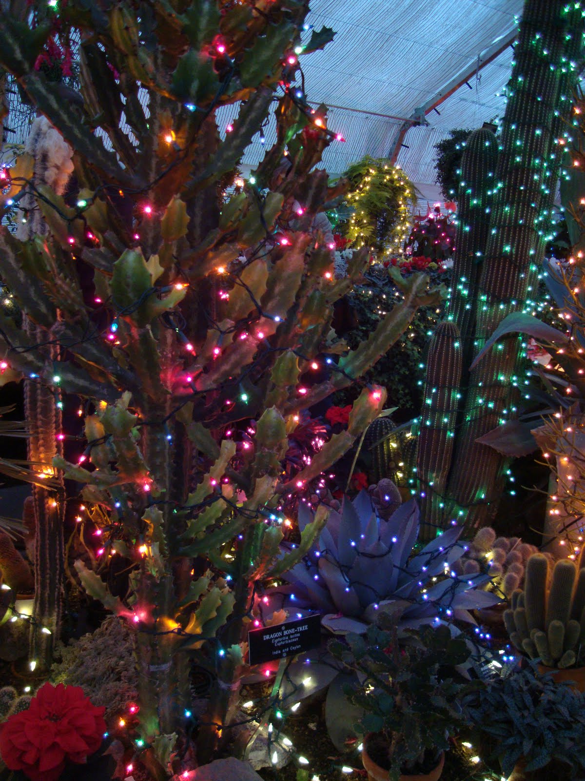 danger garden: Christmas in Spokane, WA…