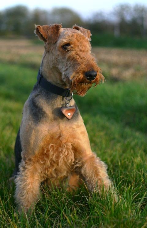 The Animal: Airedale Terrier Dog