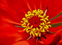 Incredibly Red Flower - Botanical Photography