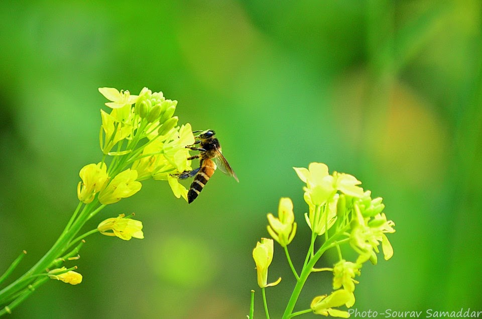 NACHER WALLPAPERS | Goods Wallpaper