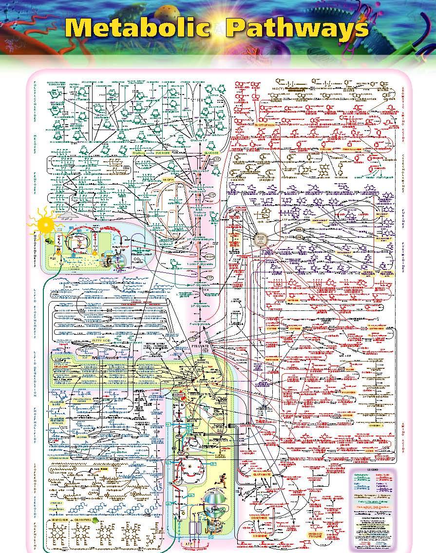 Metabolic Pathway in cells