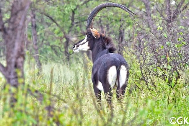 Männliche Rappenantilope (Hippotragus niger)