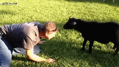 Funny animal gifs - part 106 (10 gifs), baby goat playing with human