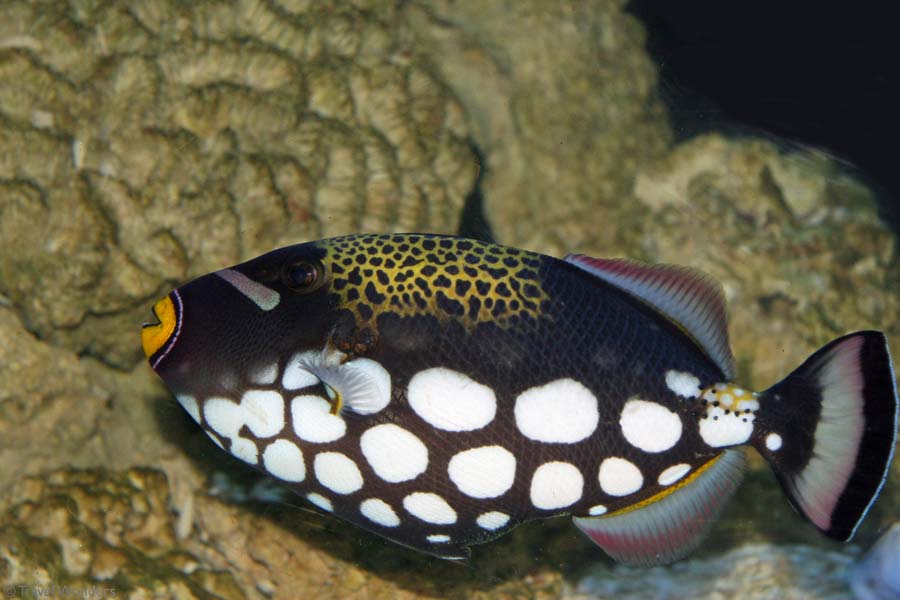 Despite it exotic appearance, the clown triggerfish is actually remarkably ... Despite it exotic appearance, the clown triggerfish is actually remarkably ...