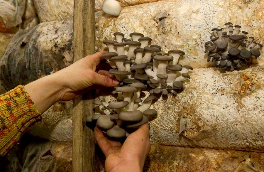 Missile Hangars for growing Mushrooms in Belarus Missile Hangars for growing Mushrooms in Belarus