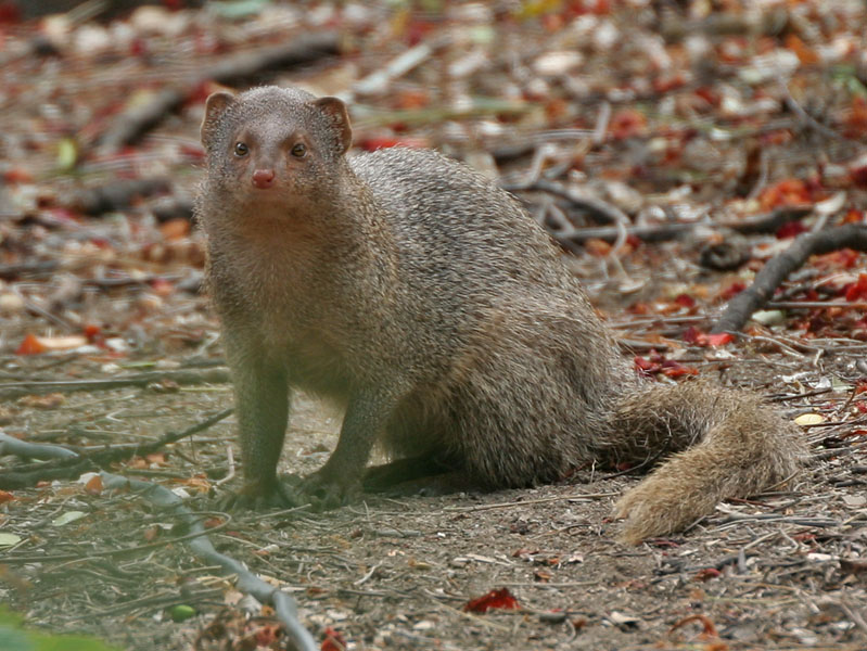 Compañeros de viaje Mangosta pequeña asiática (Herpestes javanicus)