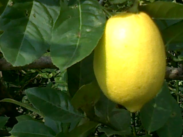 bibit buah bunton malang bibit buah bunton malang