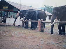 "Theppakadu Elephant Camp" in Mumdumulai wildlife Sanctuary.(11-5-1998)