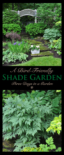 A Bird-Friendly Shade Garden