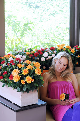 flores de Holanda rosas