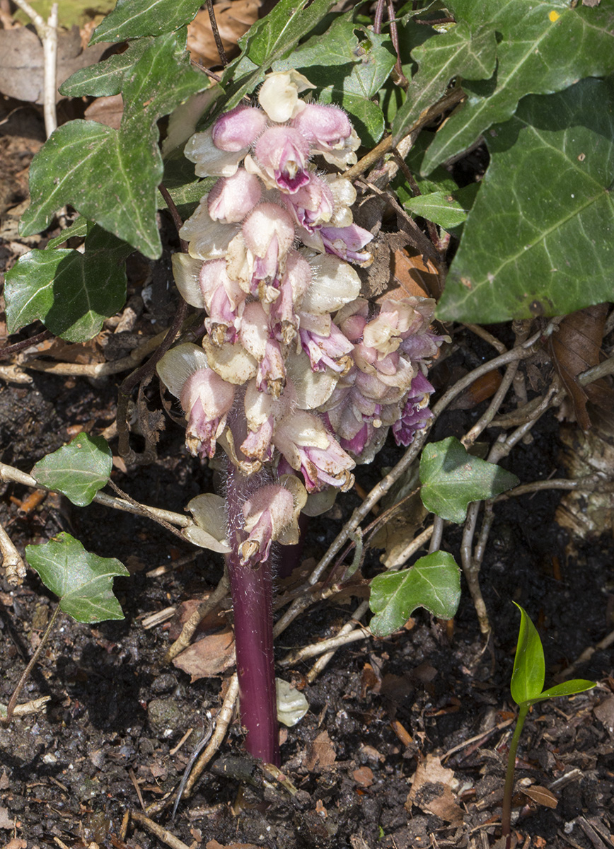 Toothwort, Lathraea squamaria. High Elms Country Park, 21 April 2015. Toothwort, Lathraea squamaria. High Elms Country Park, 21 April 2015.