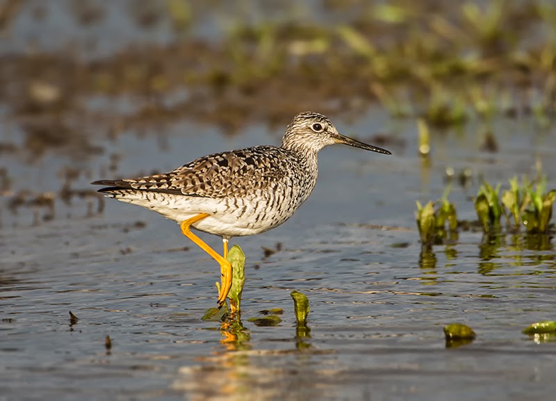 Nature Photography by David and Terri Norris Yellow Legs & Solitary