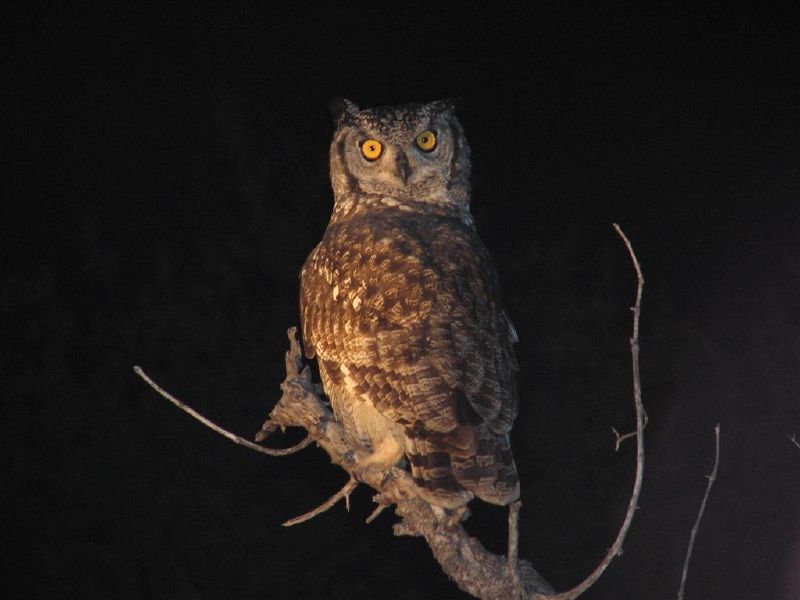 Owl Symbolism And Meaning Discover The Owl Totem What Owl Tattoo Symbols Mean For Guys Guy Counseling
