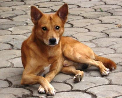 Indian Pet Dog Names Indian Pet Dog Names
