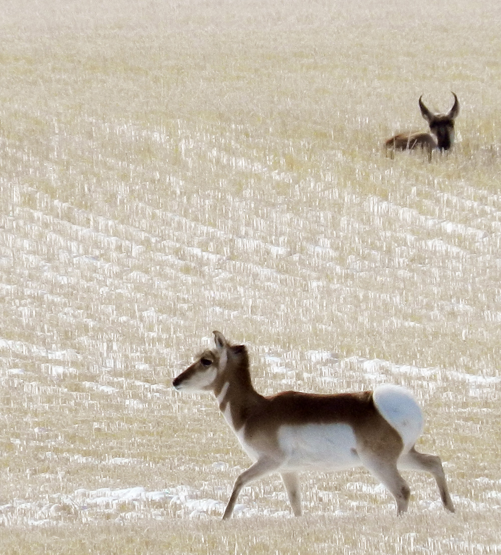 Elfshot Mule Deer and Pronghorn Antelope