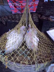 Turkeys on sale in the "Livestock Section" of New Market.