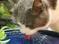 Mèo uống nước. Ảnh minh họa.